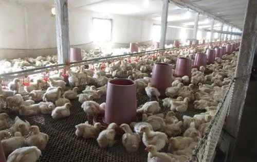 潔匠凈化·的凈工業除臭劑_養殖場臭氣來源有哪些？