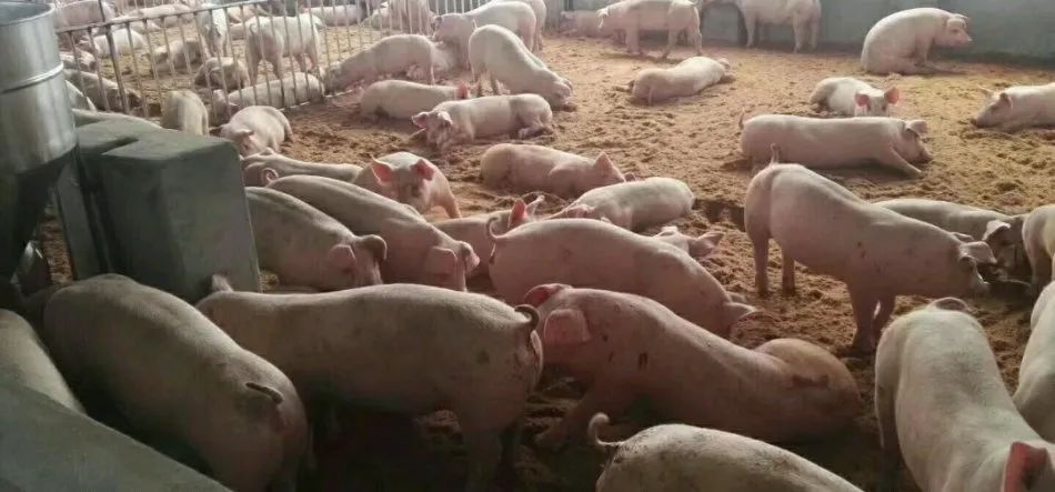 潔匠凈化·的凈工業除臭劑_養殖場氨氣的危害有哪些？