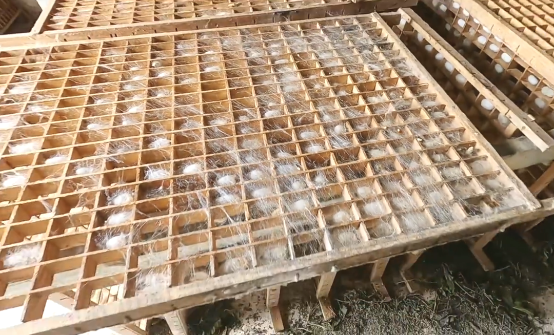 繅絲廠“蠶繭烘干惡臭味”,Dejing的凈?除臭創(chuàng)造清新廠房!.png 繅絲廠“蠶繭烘干惡臭味”,Dejing的凈?除臭創(chuàng)造清新廠房!.png