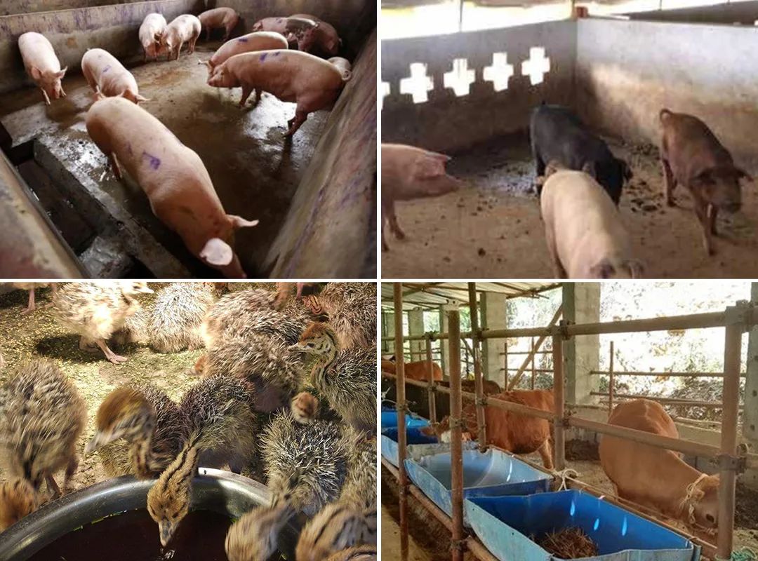 潔匠凈化·的凈工業(yè)除臭劑_夏天高溫，從今年3月底開始，陸續(xù)有養(yǎng)豬場、養(yǎng)雞場、牛圈、羊圈等負責人反映異味太大，畜禽胃口變差，而且讓工人難受，急需除臭劑處理。幾個月過去了，根據(jù)客戶們的使用反饋，小匠整理文章，希望我們的產(chǎn)品和方案能幫助到更多企業(yè)！