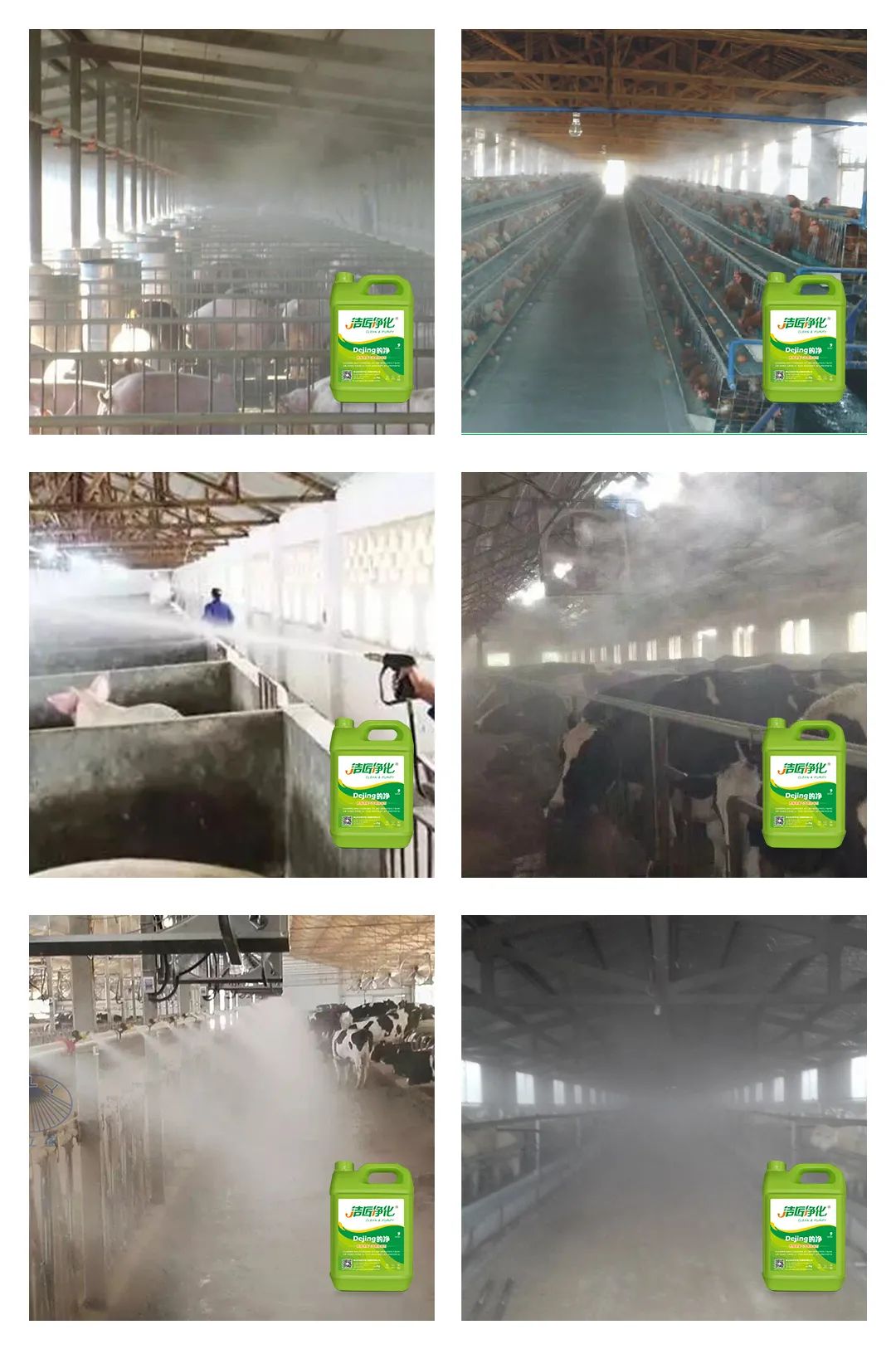 養(yǎng)殖場太臭,用Dejing的凈除臭劑迅速除臭!豬圈/雞場/牛場/羊圈....jpg 養(yǎng)殖場太臭,用Dejing的凈除臭劑迅速除臭!豬圈/雞場/牛場/羊圈....jpg