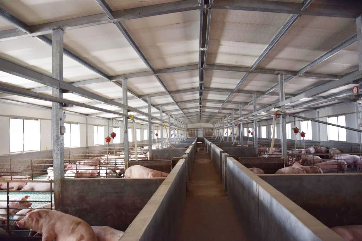 養(yǎng)殖場太臭,用Dejing的凈除臭劑迅速除臭!豬圈/雞場/牛場/羊圈....jpg 養(yǎng)殖場太臭,用Dejing的凈除臭劑迅速除臭!豬圈/雞場/牛場/羊圈....jpg