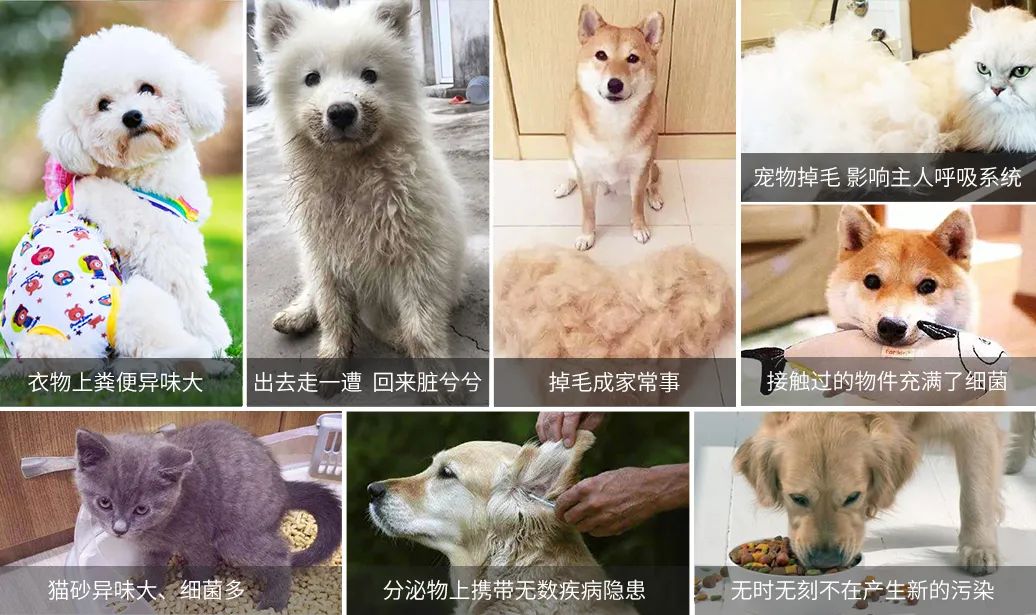 寵物氣味彌漫整個屋子,潔匠凈化教您如何除味.jpg 寵物氣味彌漫整個屋子,潔匠凈化教您如何除味.jpg