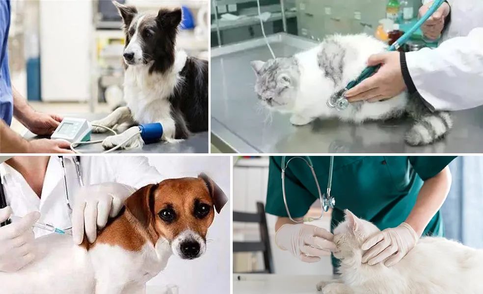 寵物氣味彌漫整個屋子,潔匠凈化教您如何除味.jpg 寵物氣味彌漫整個屋子,潔匠凈化教您如何除味.jpg